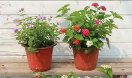 地底蚁人最新爆料消息视频,最新地下探险视频曝光，神秘世界一探究竟